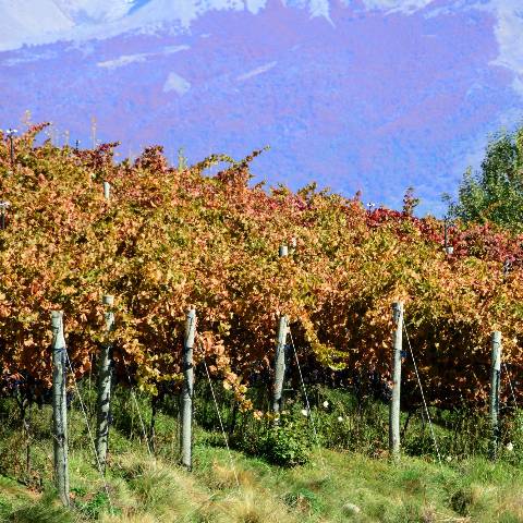 Viñedo Nant y Fall