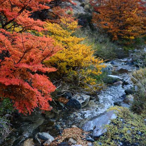 Arroyo en La Hoya