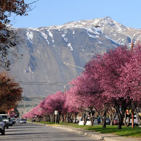 Ciruelos Av. Ameghino