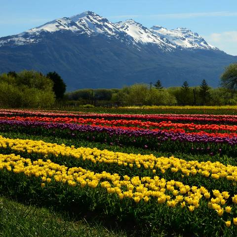 Tulipanes en Trevelin