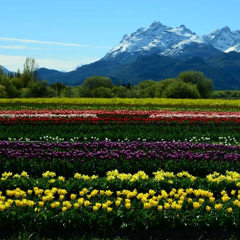 Tulipanes en Trevelin