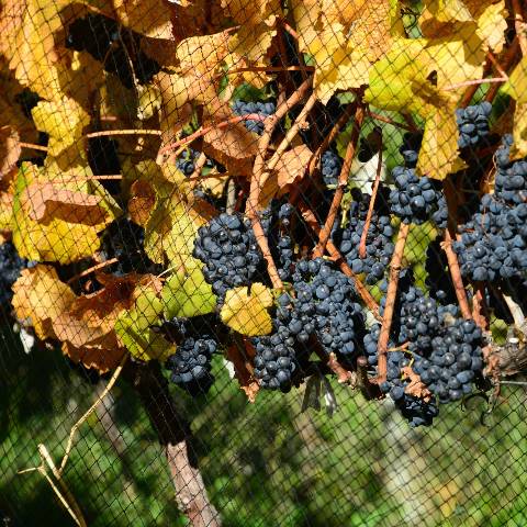 Viñedo Nant y Fall 1